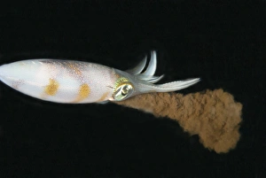 Bigfin Reef Squid (Sepioteuthis lessoniana) adult, ejecting ink at night, Lembeh Straits, Sulawesi, Sunda Islands