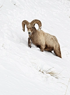 Animals USA Prints: Bighorn Sheep (Ovis canadensis) adult male