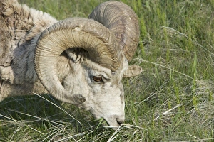 Rams Prints: Bighorn Sheep (Ovis canadensis) adult male