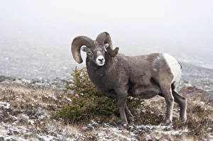 Bighorn Sheep (Ovis canadensis) adult male, standing beside conifer in snow, Jasper N. P. Alberta, Canada, october