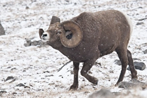 Bighorn Sheep (Ovis canadensis) adult male, in flehmen response, walking in snow, Jasper N. P. Alberta, Canada, october