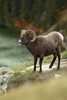 Bighorn Sheep (Ovis canadensis) adult male, with mouth open, standing on slope, Jasper N. P. Rocky Mountains, Alberta, Canada, september