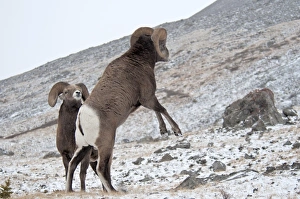 Rams Prints: Bighorn Sheep (Ovis canadensis) two adult males