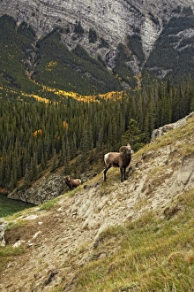 Bighorn Sheep (Ovis canadensis) two adult males, standing on slope in mountain habitat, Jasper N. P. Rocky Mountains, Alberta, Canada, september