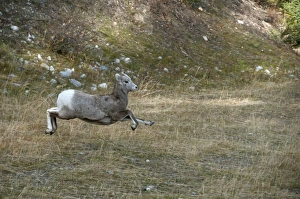 Leaps Prints: Bighorn Sheep (Ovis canadensis) young