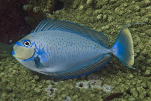 Komodo Prints: Bignose Unicornfish (Naso vlamingii) adult
