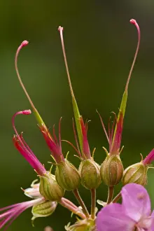 Slovenia Prints: Bigroot Cranesbill (Geranium macrorrhizum) close-up of flowers and fruit, Slovenia, june