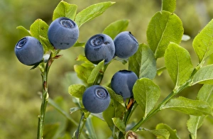 Ericaceae Prints: Bilberry (Vaccinium myrtillus) close-up of berries, July