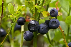 Ericaceae Prints: Bilberry (Vaccinium myrtillus) close-up of ripe fruits