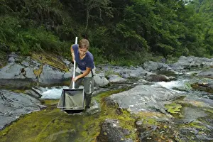 Studying Prints: Biologist working determinate index of water quality by studying aquatic animal life in stream