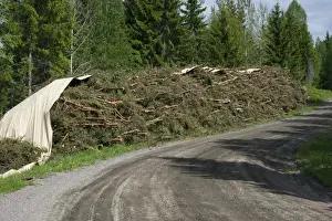 Coniferous Prints: Biomass crop, felled conifer trees used as bio-energy, Sweden, may