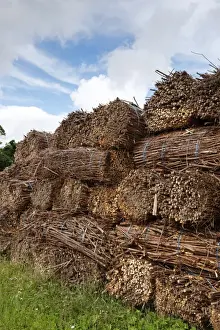 Stacked Prints: Biomass crop, stack of willow bundles after being harvested for bio-fuel