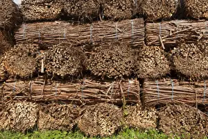 Biomass crop, stack of willow bundles after being harvested for bio-fuel, Cumbria, England, August