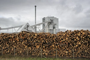 Stacks Prints: Biomass powerstation with stack of timber