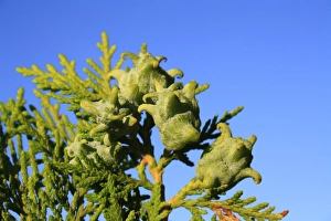 Coniferous Prints: Biota (Platycladus orientalis) close-up of fruit, in garden, Suffolk, England, September