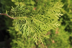 Coniferous Prints: Biota (Platycladus orientalis) close-up of leaves, in garden, Suffolk, England, September