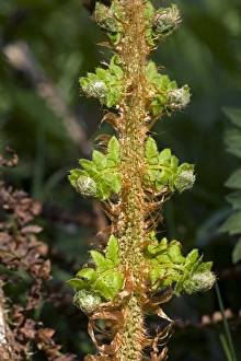 Fern Prints: Bipinnate leaf on a male fern plant, Dryopteris filix-mas, unfurling in spring