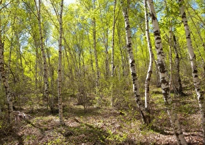 Orient Prints: Birch forest habitat on mountainside, Zushan Forest Park, Qinhuangdao, China, may