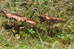 Body Prints: Birch Knight (Tricholoma fulvum) fruiting bodies