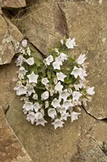 Middle East Prints: Birch-leaved Bellflower (Campanula betulifolia) flowering