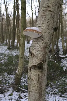 Polypore Prints: Birch Polypore (Piptoporus betulinus) fruiting body