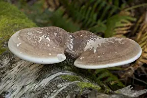 Birch Polypore (Piptoporus betulinus) fruiting body, growing on birch log, New Forest, Hampshire, England, september