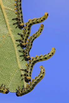 Defence Prints: Birch Sawfly (Croesus septentrionalis) larvae