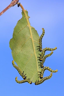 Birch Sawfly (Croesus septentrionalis) larvae, in defensive posture, feeding on birch leaf, Powys, Wales, September