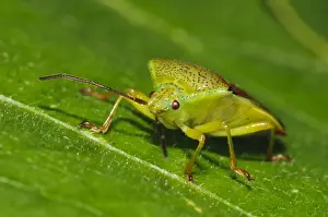 Birch Shieldbug (Elasmostethus interstinctus) adult, walking across leaf in garden, Bexleyheath, Kent, England, August