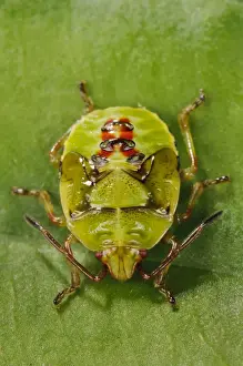 Birch Shieldbug (Elasmostethus interstinctus) fifth and final instar nymph, walking over leaf in garden, Bexleyheath