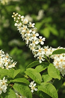 Blossom Prints: Bird Cherry (Prunus padus) close-up of flowers, Powys, Wales, april