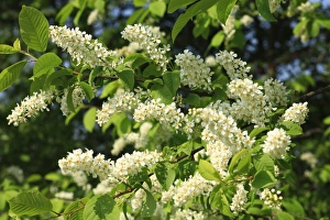 Bird Cherry (Prunus padus) close-up of flowers, Powys, Wales, april