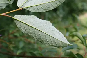 Leaves Prints: Bird Cherry (Prunus padus) close-up of leaf underside