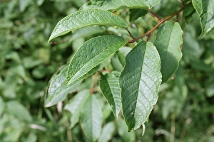 Leaves Prints: Bird Cherry (Prunus padus) close-up of leaves
