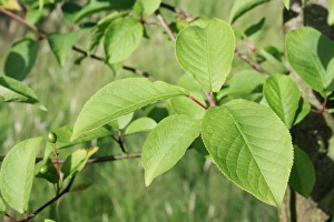 Bird Cherry (Prunus padus) close-up of leaves, growing in woodland, Vicarage Plantation, Mendlesham, Suffolk, England
