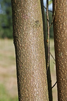 Deciduous Prints: Bird Cherry (Prunus padus) close-up of trunk