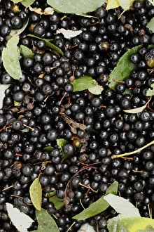 Collected Prints: Bird Cherry (Prunus padus) fruit
