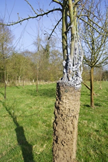 Nest Prints: Bird Cherry (Prunus padus) sapling