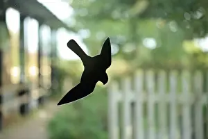 Window Prints: Bird deterrent falcon on window