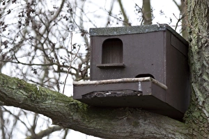 Kestrel Prints: Bird nesting box suitable for Barn Owl or kestrel