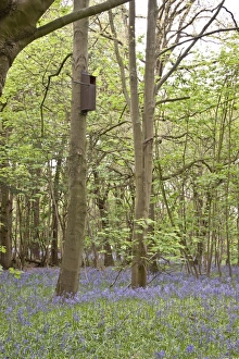 Boxes Prints: A bird nesting box in woodland setting