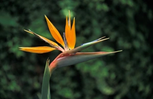 Bird of Paradise (Strelitzia reginae)
