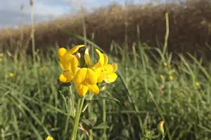 Fabaceae Prints: Bird s-foot Trefoil (Lotus corniculatus) flowering