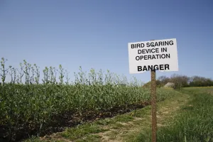 Foot Paths Prints: Bird Scaring Device in Operation, Banger sign, warning of gas-gun gas powered bird scarer