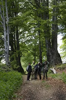 Track Prints: Bird watchers in Common Beech forest at Bogdan National Park Bulgaria
