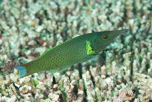 Sipadan Prints: Bird Wrasse (Gomphosus varius) adult