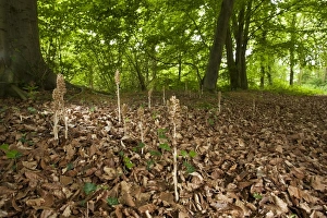 Birds Nest Orchid (Neottia nidus-avis) flowering, growing amongst leaf litter in deciduous woodland habitat, Holt