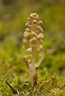 Birds Nest Orchid (Neottia nidus-avis) flowering, growing in mossy woodland, France, May