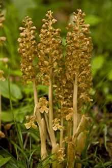 Slovenia Prints: Bird's Nest Orchid (Neottia nidus-avis) flowering