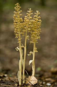 Bird's Nest Orchid (Neottia nidus-avis) flowering, growing in beech woodland, Slovenia, june